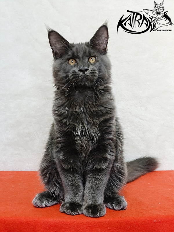 Katran Everest - Kitten maine-coon 4 months
