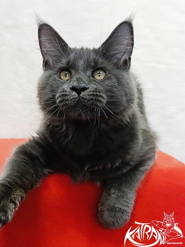 Katran Everest - Kitten maine-coon 4 months