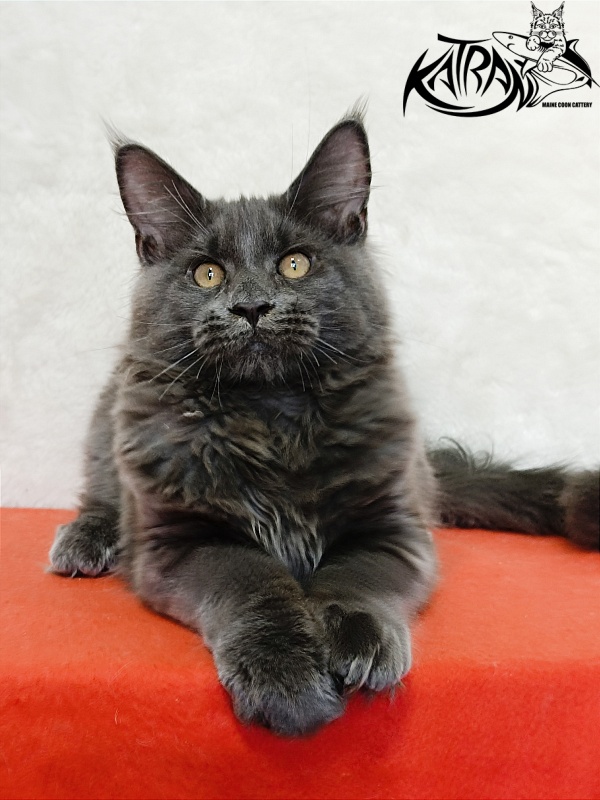 Katran Everest - Kitten maine-coon 4 months