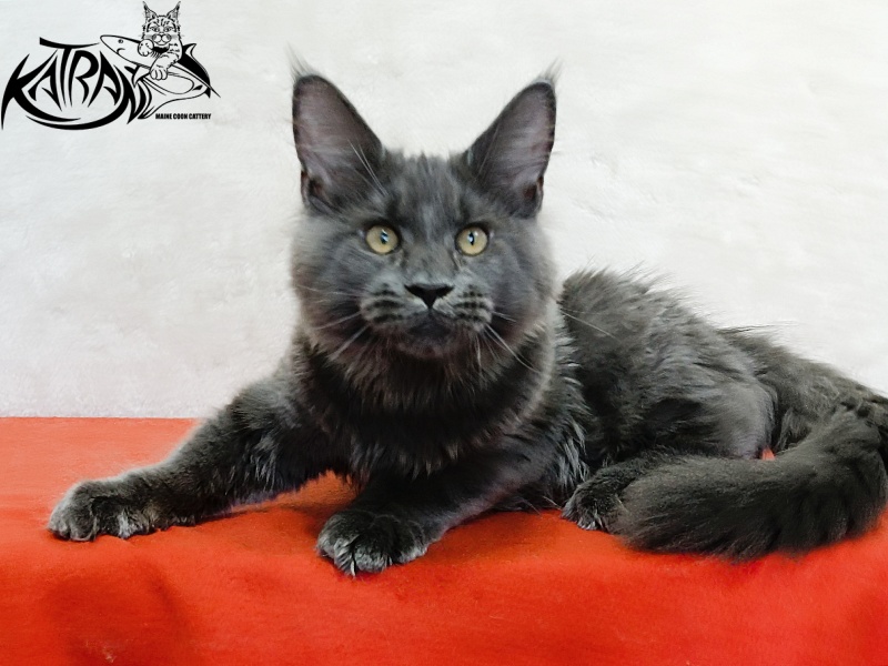 Katran Everest - Kitten maine-coon 4 months