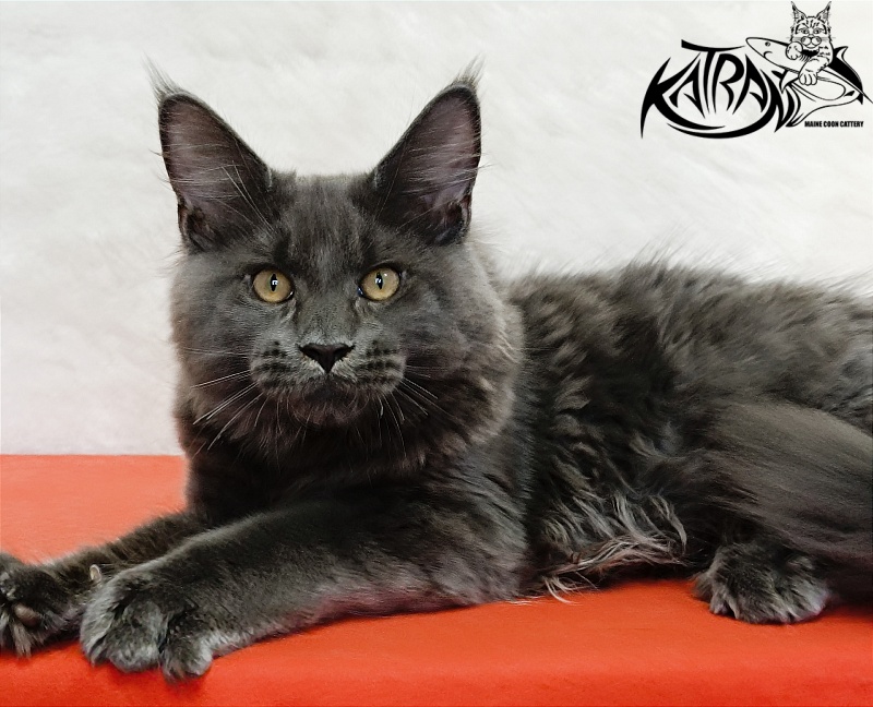 Katran Everest - Kitten maine-coon 4 months