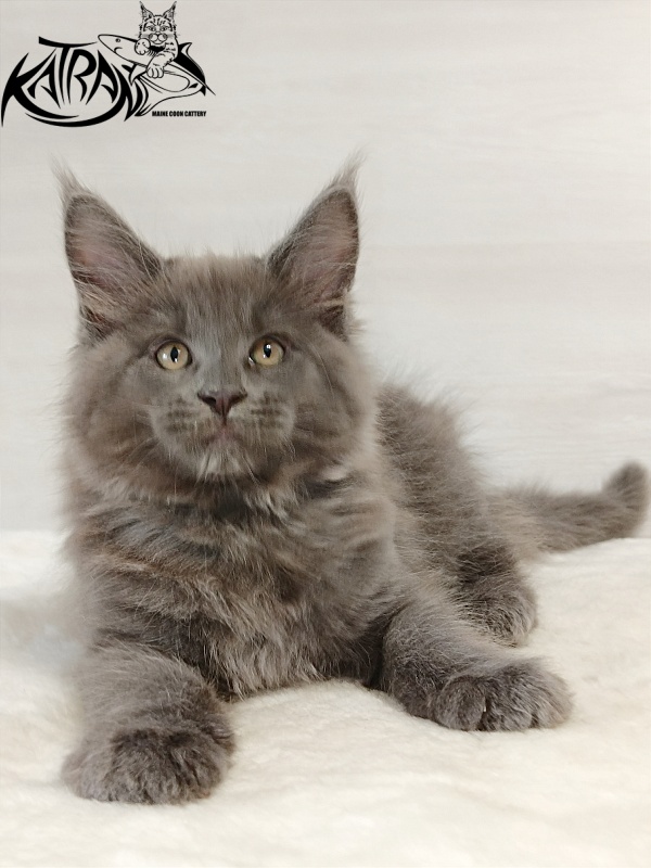Katran Everest - Kitten maine-coon 2 months