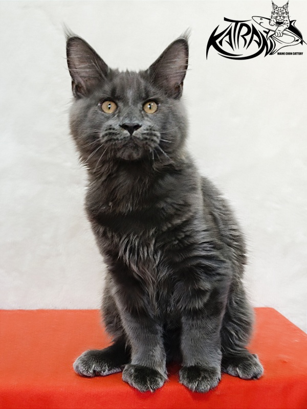 Katran Everest - Kitten maine-coon 4 months