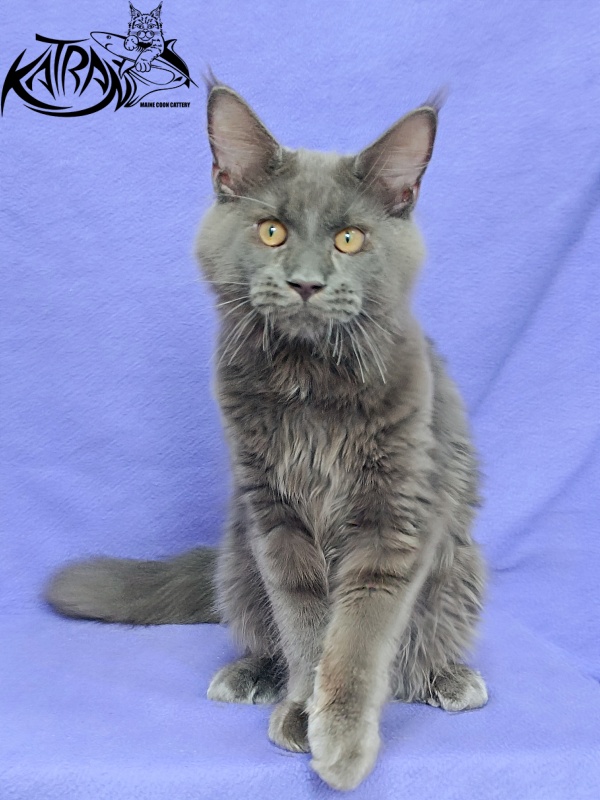 Katran Everest - Kitten maine-coon 5 months