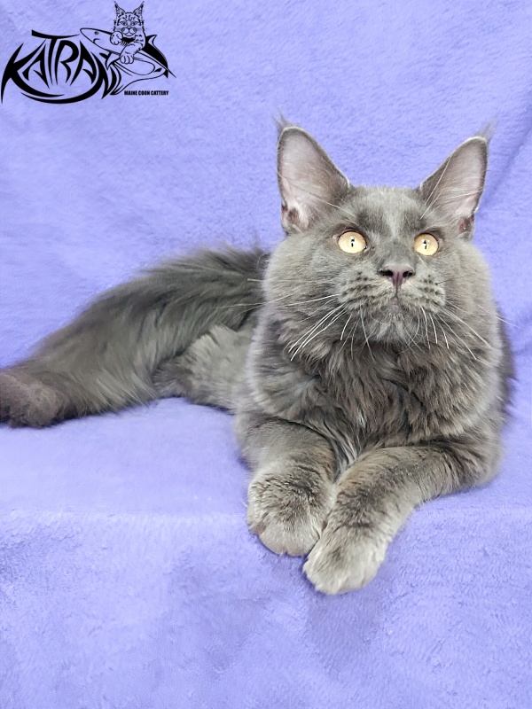 Katran Everest - Kitten maine-coon 5 months