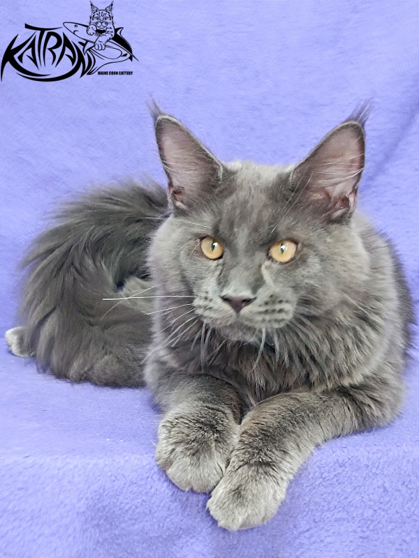 Katran Everest - Kitten maine-coon 5 months