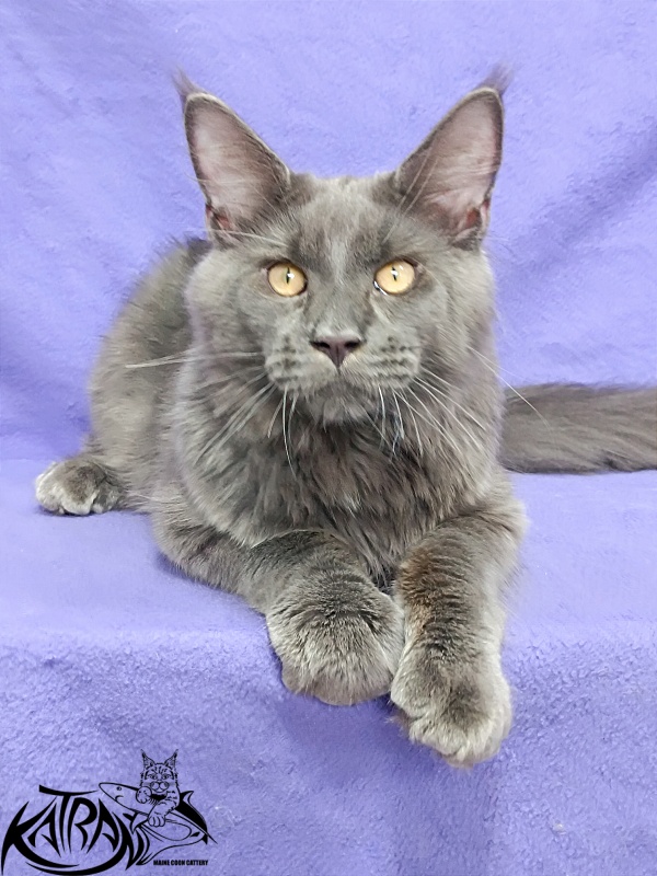Katran Everest - Kitten maine-coon 5 months