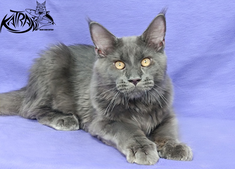 Katran Everest - Kitten maine-coon 5 months