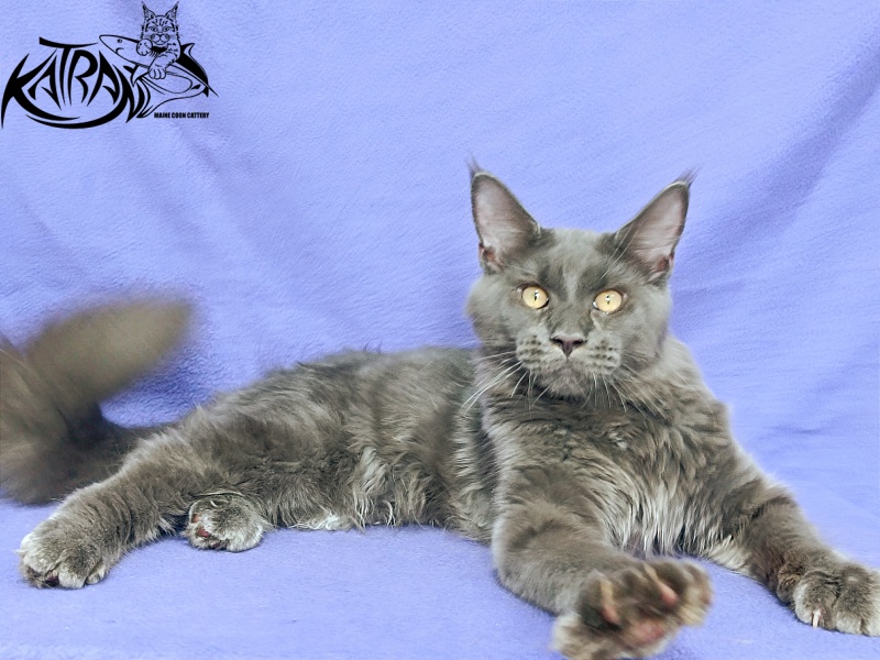 Katran Everest - Kitten maine-coon 5 months