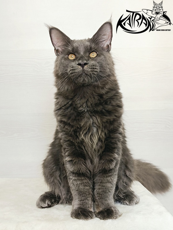Katran Everest - Kitten maine-coon 6 months 2 weeks