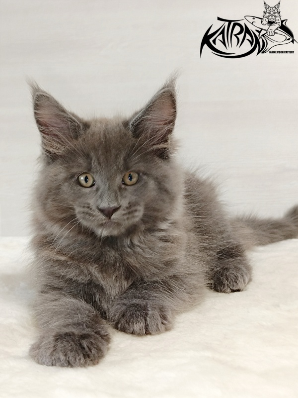 Katran Everest - Kitten maine-coon 2 months