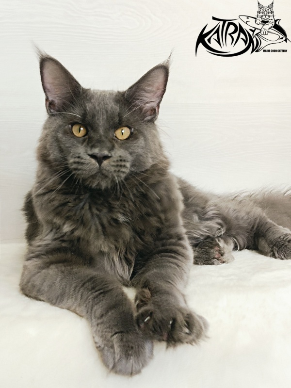 Katran Everest - Kitten maine-coon 6 months 2 weeks