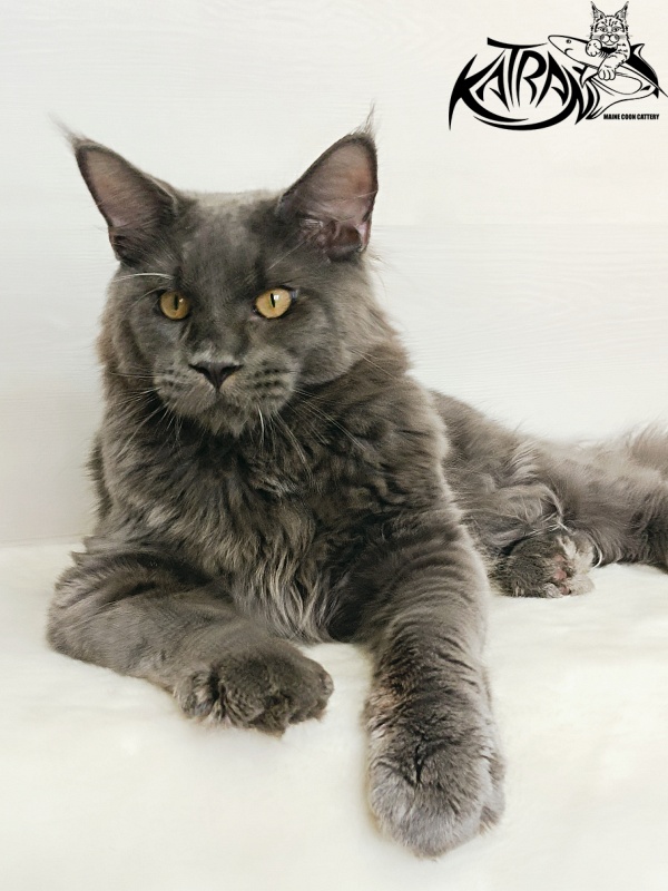 Katran Everest - Kitten maine-coon 6 months 2 weeks