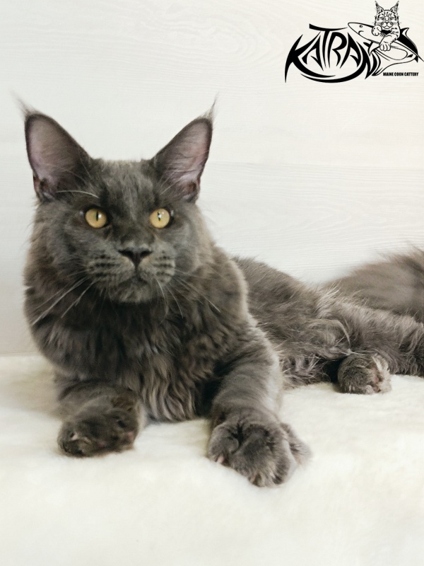 Katran Everest - Kitten maine-coon 6 months 2 weeks