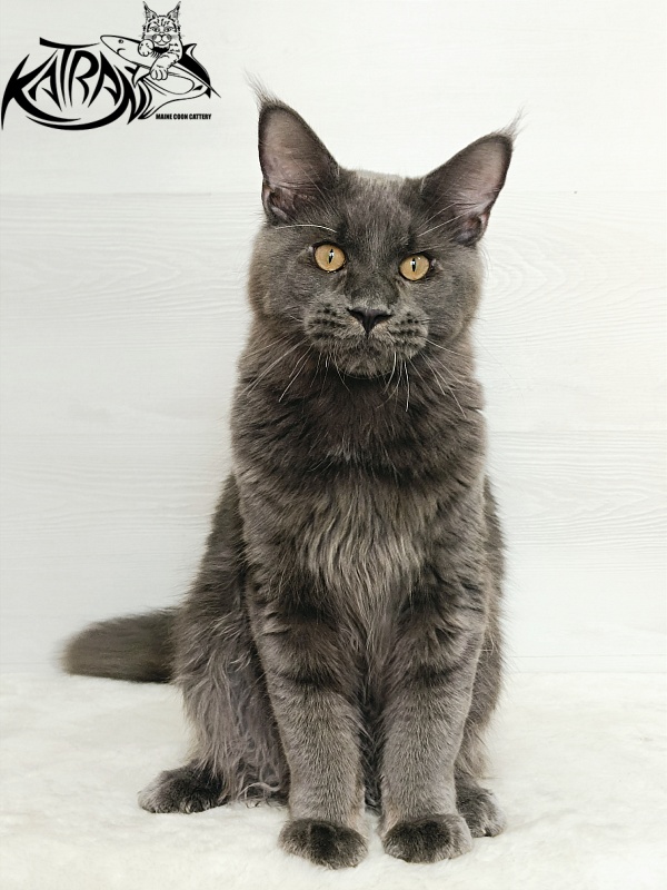 Katran Everest - Kitten maine-coon 6 months 2 weeks