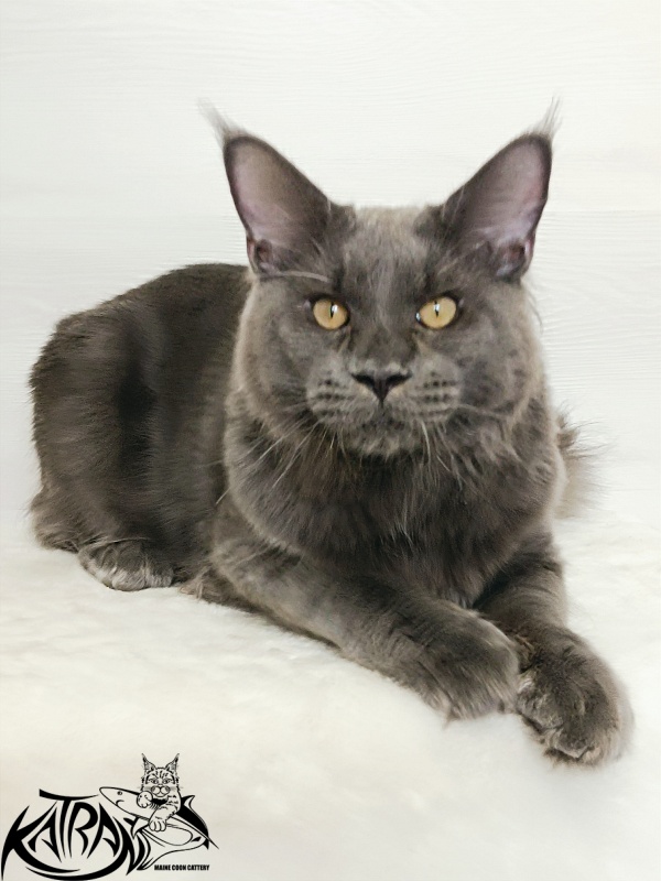 Katran Everest - Kitten maine-coon 6 months 2 weeks