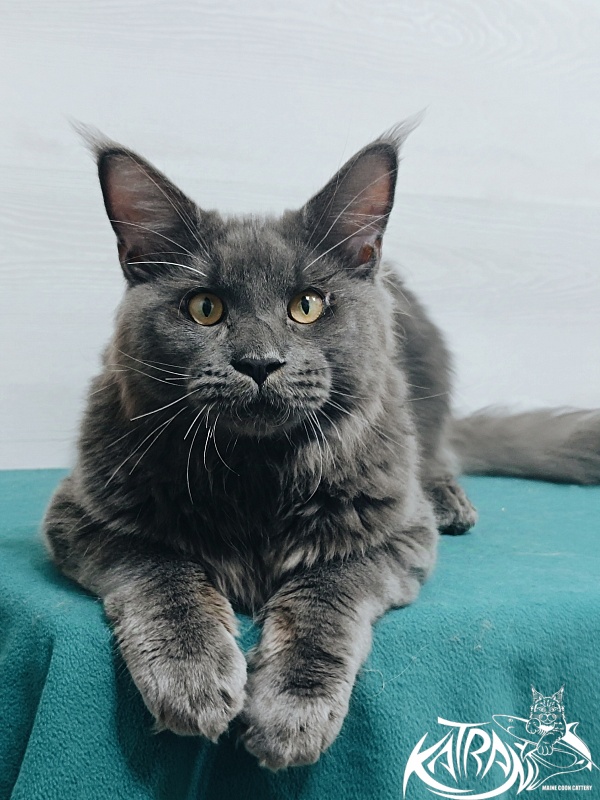 Katran Everest - Junior maine-coon 7 months
