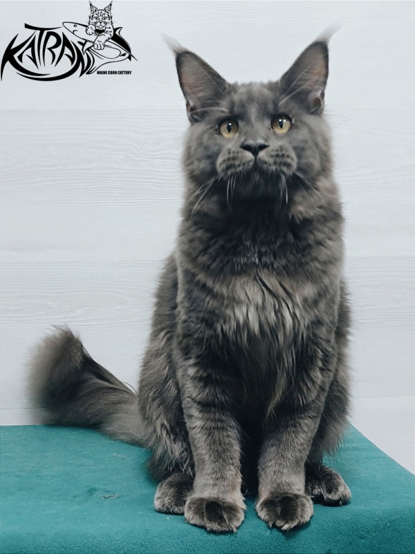 Katran Everest - Junior maine-coon 7 months