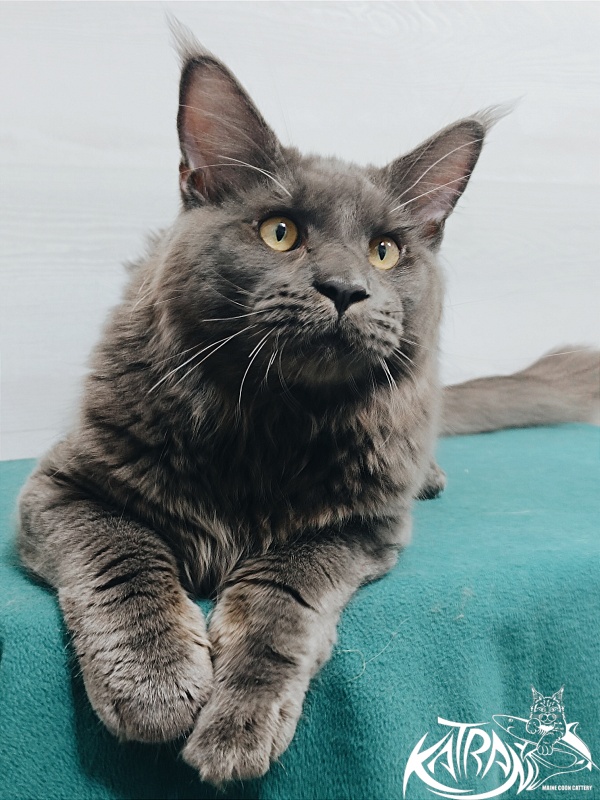 Katran Everest - Junior maine-coon 7 months