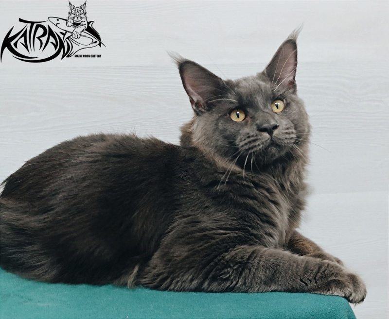 Katran Everest - Junior maine-coon 7 months