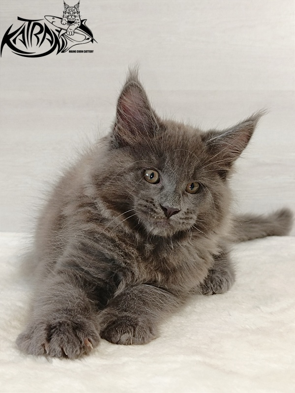 Katran Everest - Kitten maine-coon 2 months