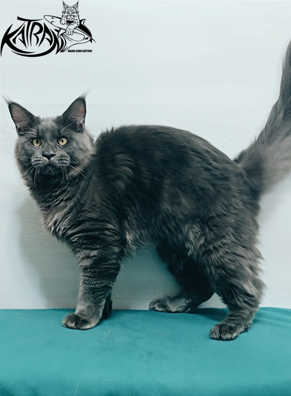 Katran Everest - Junior maine-coon 7 months
