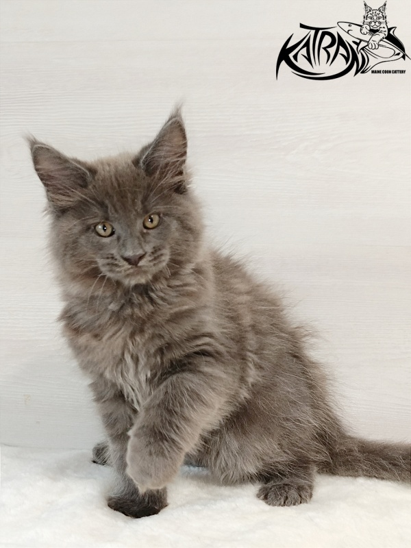 Katran Everest - Kitten maine-coon 2 months