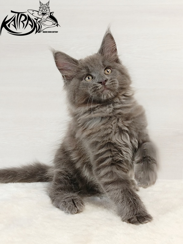 Katran Everest - Kitten maine-coon 2 months