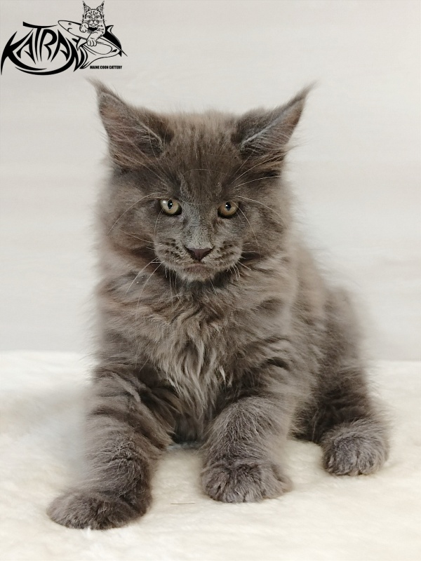 Katran Everest - Kitten maine-coon 2 months