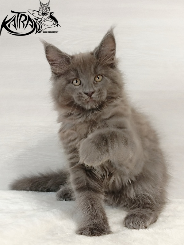 Katran Everest - Kitten maine-coon 2 months