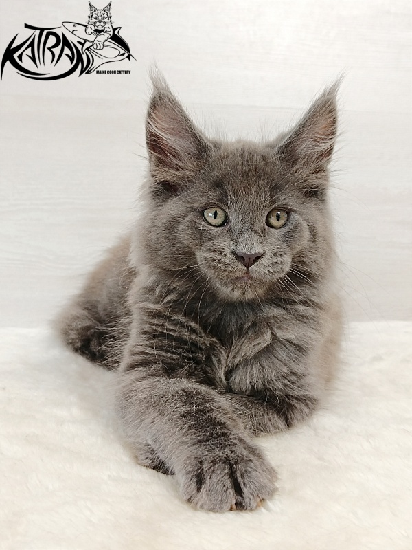 Katran Eclair - Kitten maine-coon 2 months