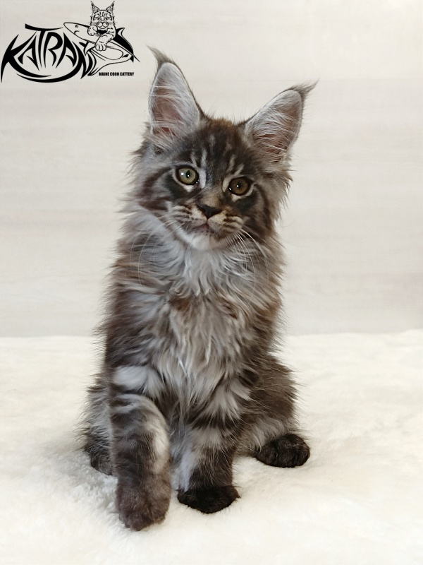 Katran Elroy - Kitten maine-coon 2 months