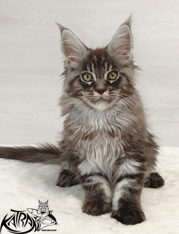 Katran Elroy - Kitten maine-coon 2 months
