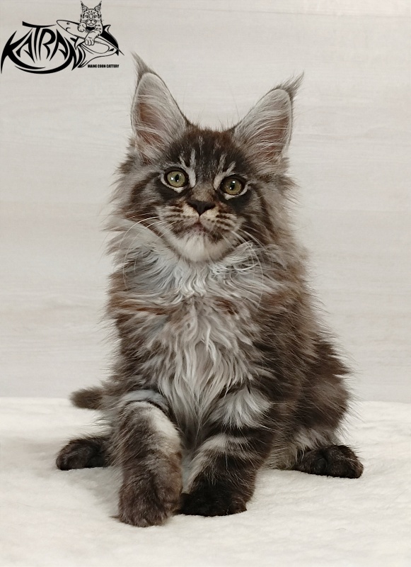Katran Elroy - Kitten maine-coon 2 months