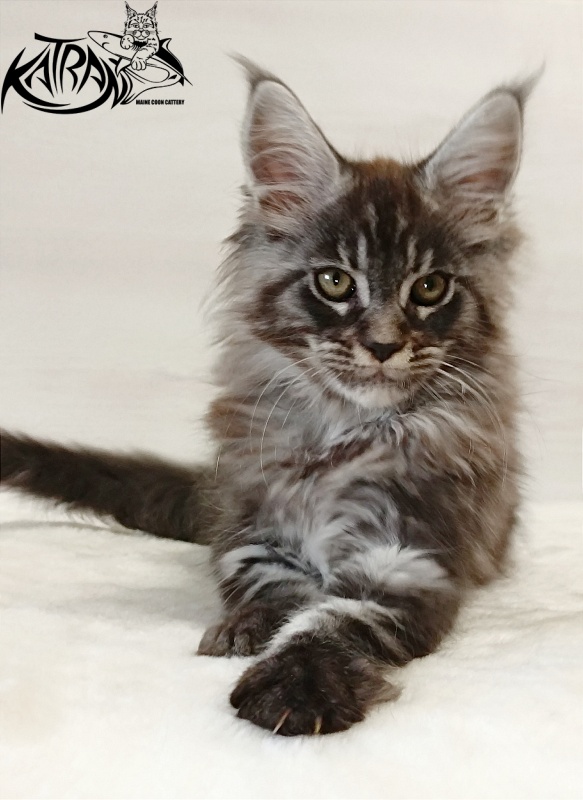 Katran Elroy - Kitten maine-coon 2 months