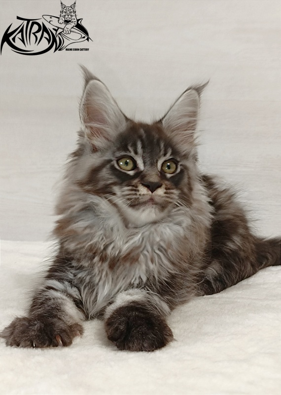 Katran Elroy - Kitten maine-coon 2 months