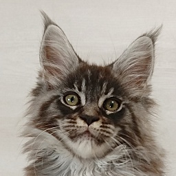 Katran Elroy