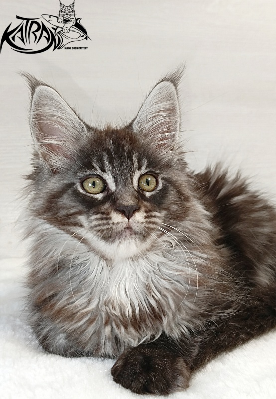 Katran Elroy - Kitten maine-coon 2 months