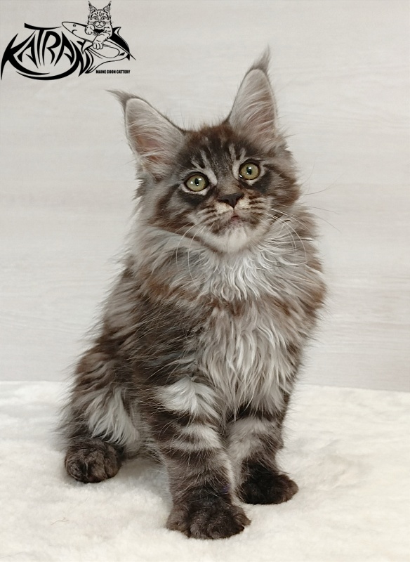 Katran Elroy - Kitten maine-coon 2 months