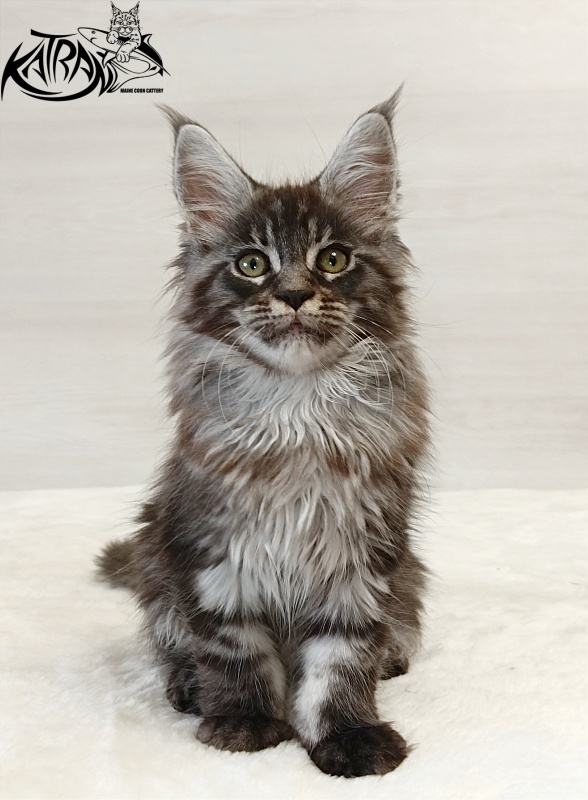 Katran Elroy - Kitten maine-coon 2 months