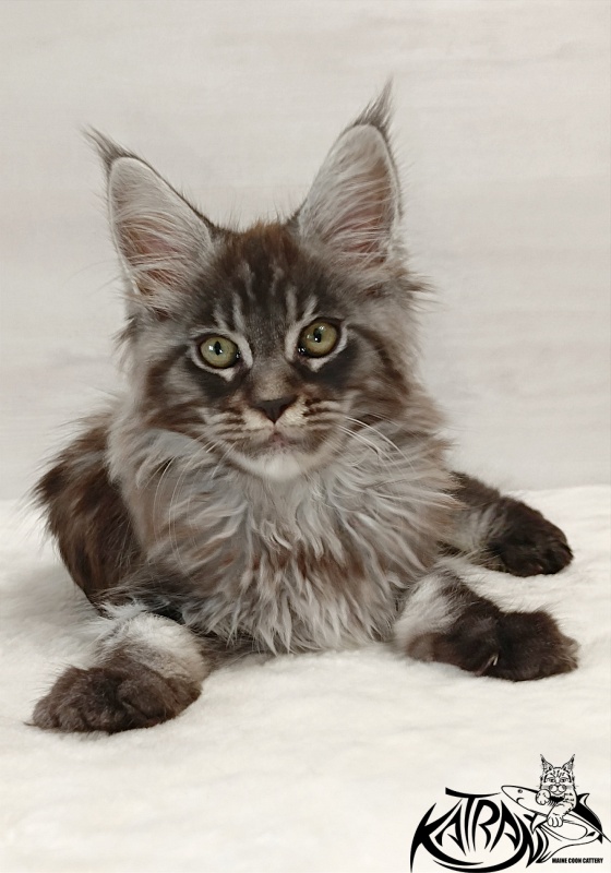 Katran Elroy - Kitten maine-coon 2 months