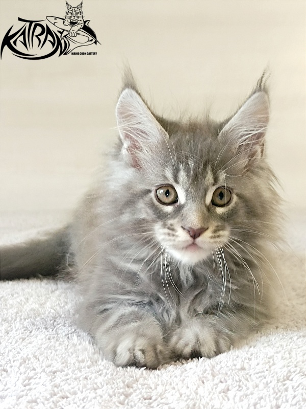 Katran Floyd - Kitten maine-coon 2 months