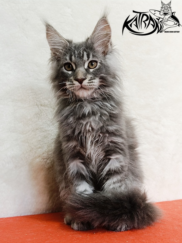 Katran Floyd - Kitten maine-coon 3 months 1.5 week