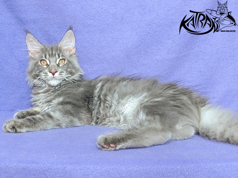 Katran Floyd - Kitten maine-coon 4 months