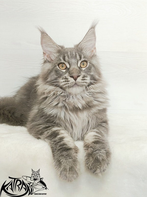 Katran Floyd - Kitten maine-coon 5.5 months