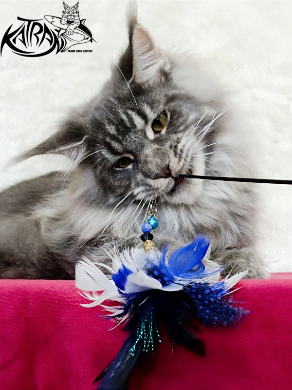 Katran Floyd - Junior maine-coon 7 months
