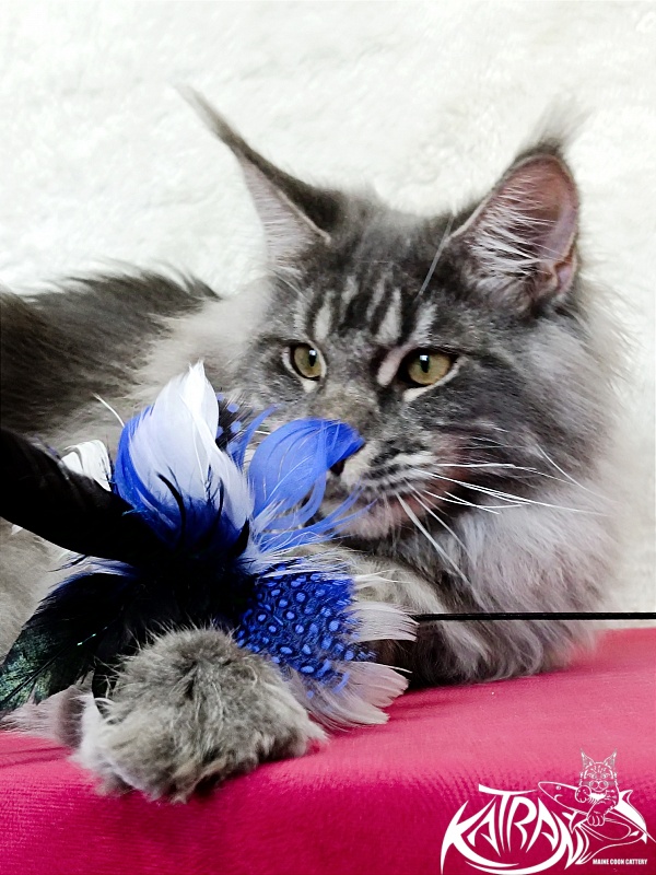 Katran Floyd - Junior maine-coon 7 months