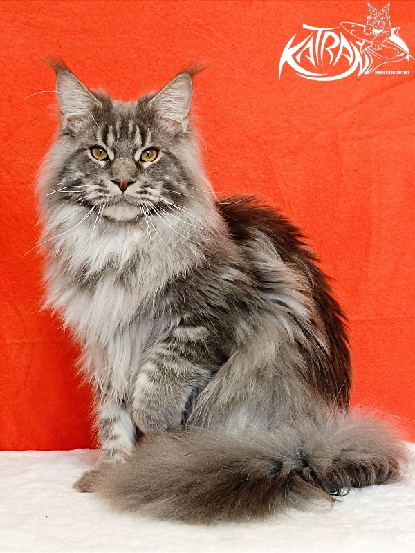 Katran Floyd - Junior maine-coon 9 months
