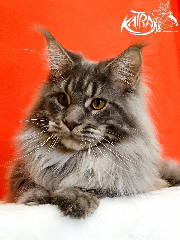 Katran Floyd - Junior maine-coon 9 months