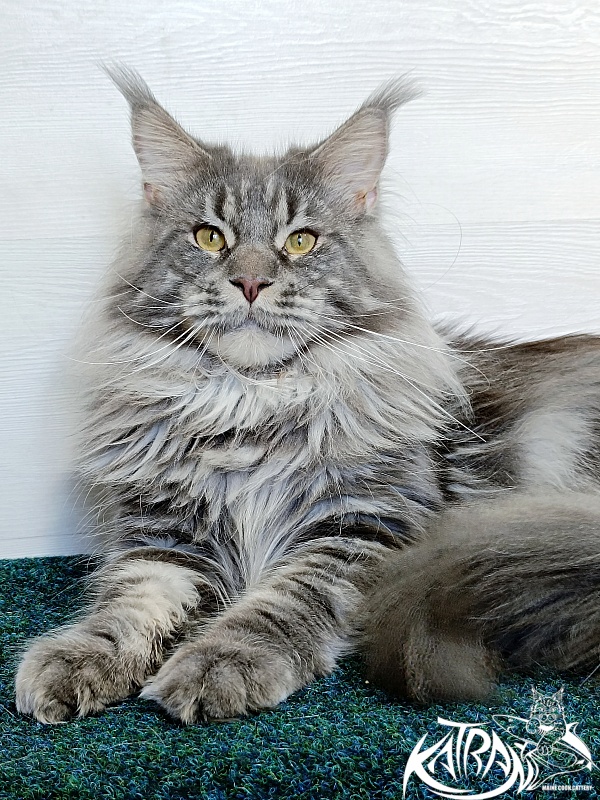 Katran Floyd - Adult maine-coon 1 year 5 months